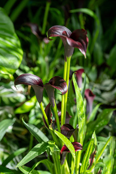 Purple canna lily