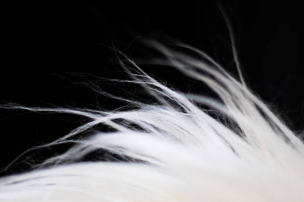 Extreme close-up of a beautiful white feather on a blue background. Shallow depth of field.