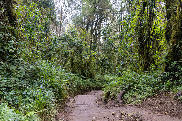 Kilimanjaro jungle path winding through dense tropical forest with tall trees, ferns, and moss. Lush vegetation, natural trail, and humid mountain environment represent rainforest ecosystem, hiking route, Africa travel, biodiversity, and conservation