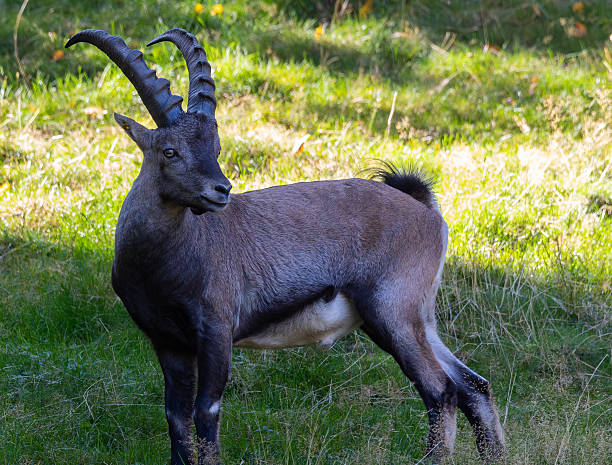 istock An autumn stroll through the Lacuniacha Wildlife Park! 2253526637