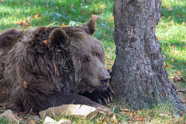 istock An autumn stroll through the Lacuniacha Wildlife Park! 2253526662