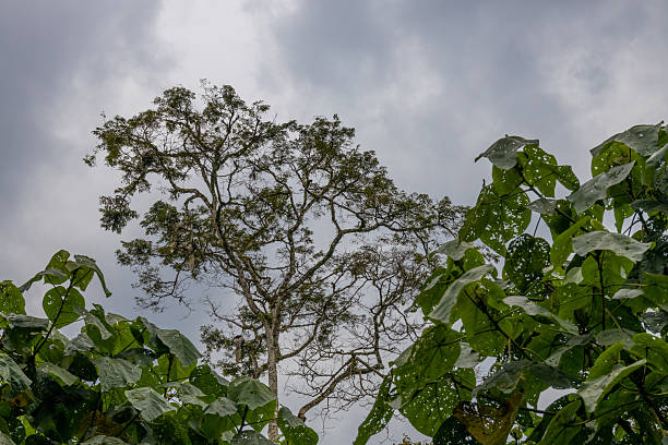 Kilimanjaro jungle path winding through dense tropical forest with tall trees, ferns, and moss. Lush vegetation, natural trail, and humid mountain environment represent rainforest ecosystem, hiking route, Africa travel, biodiversity, and conservation