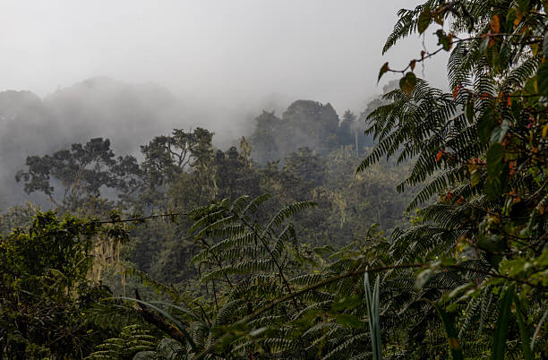 istock Kilimanjaro jungle path winding through dense tropical forest with tall trees, ferns, and moss 2253526728