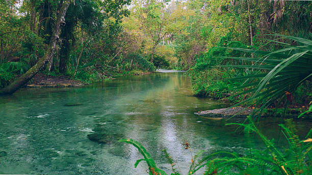 Natural Springs - River Flowing Though Rainforest  - Florida Freshwater River Springs