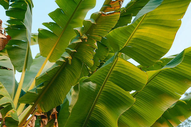 Japanese Banana Plant - Back Lit