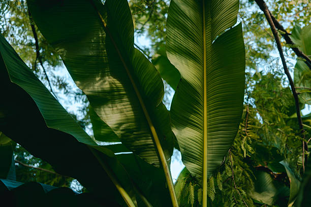 Japanese Banana Plant
