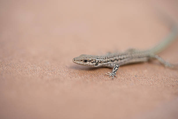 Iberian wall lizard (Podarcis hispanicus) photographed in Spain