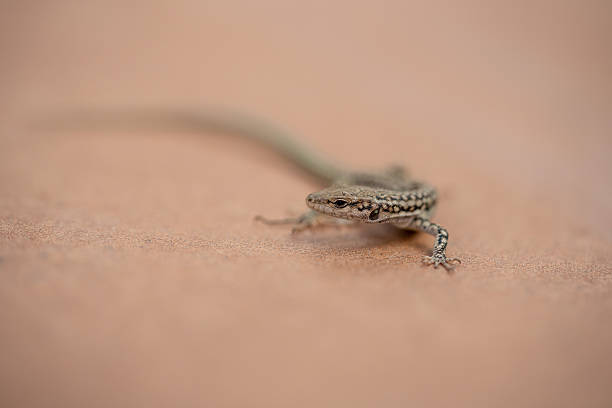 istock Iberian wall lizard (Podarcis hispanicus) photographed in Spain 2253528861