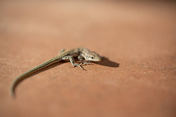 Iberian wall lizard (Podarcis hispanicus) photographed in Spain