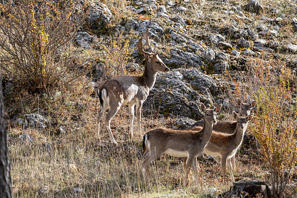 Common fallow deer (Dama dama) photographed in Spain