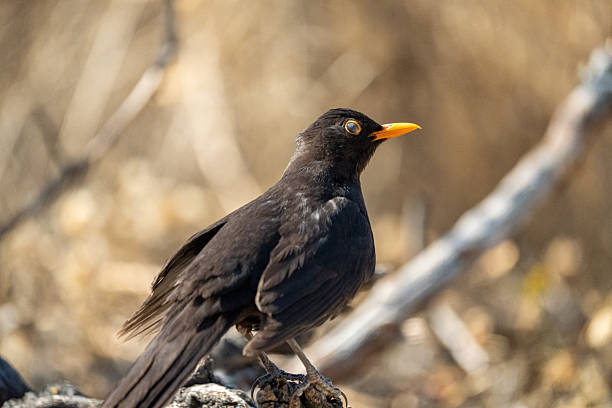 istock Common blackbird (Turdus merula) photographed in Spain 2253529075