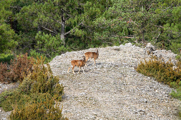 Common mouflon (Ovis musimon) photographed in Spain