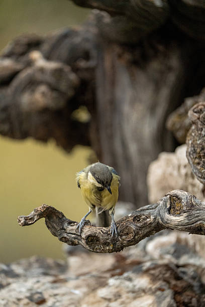 istock Great tit (Parus major) photographed in Spain 2253529514