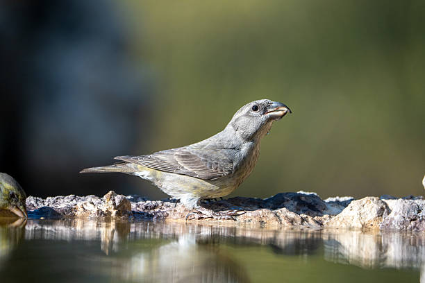 Common Crossbill (Loxia curvirostra) photographed in Spain