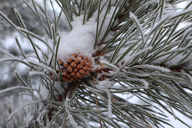 Variety of pine cones on the ground on needles