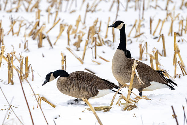 istock Geese in the snow 2253531313