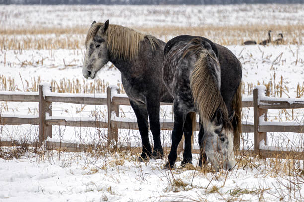 Large work horse in the snow