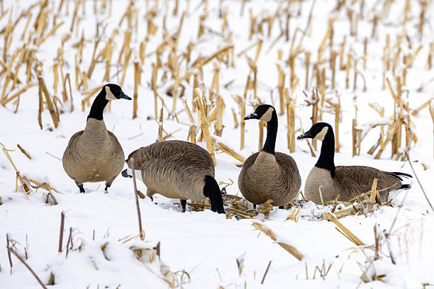 istock Geese in the snow 2253531338