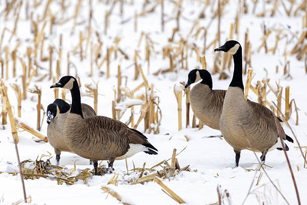 istock Geese in the snow 2253531339
