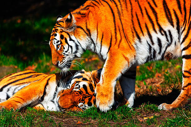 Two tigers, one standing over the other which is resting on green grass. Tigers are vividly displayed against a dark, lush green background