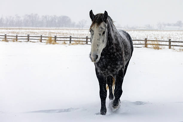 A powerful horse braves the winter weather, its coat covered in snowflakes. The scene evokes a sense of resilience and natural beauty.