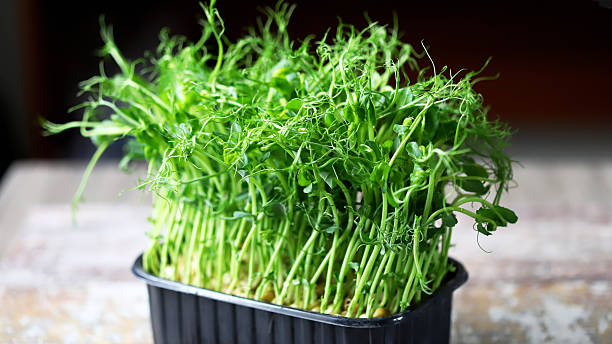 istock Microgreens green peas in a pot 2253532572