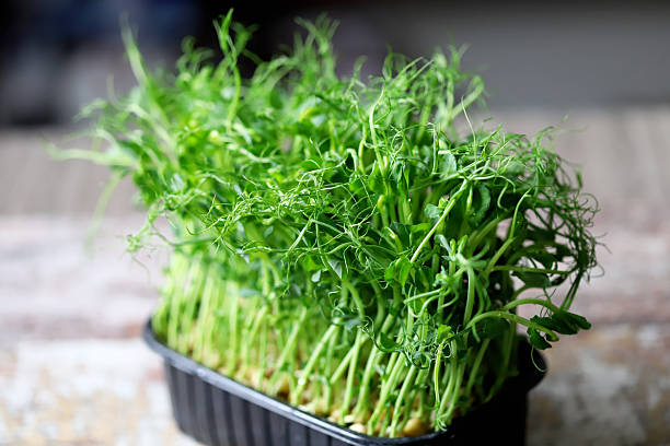 istock Microgreens green peas in a pot 2253532576