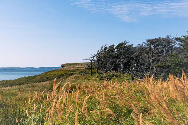 istock Windswept coastal grass and shrubs near shoreline 2253532709