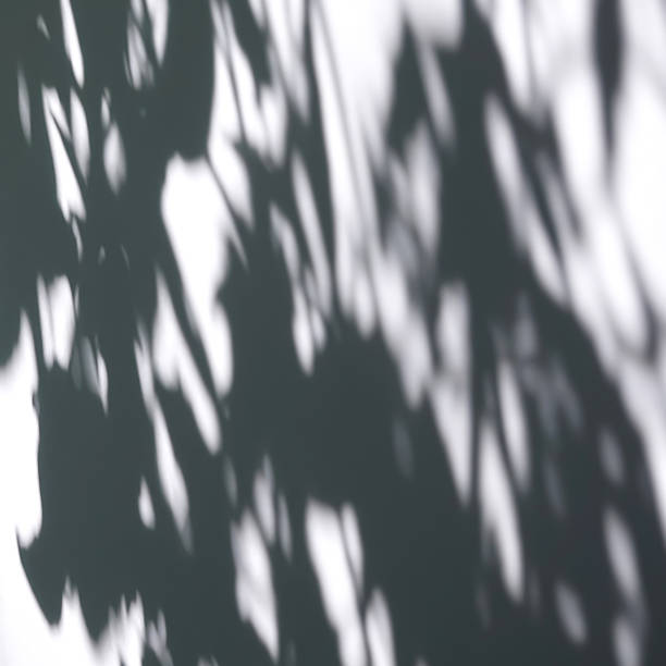 istock Light casts shadows of leaves on a wall 2253533215