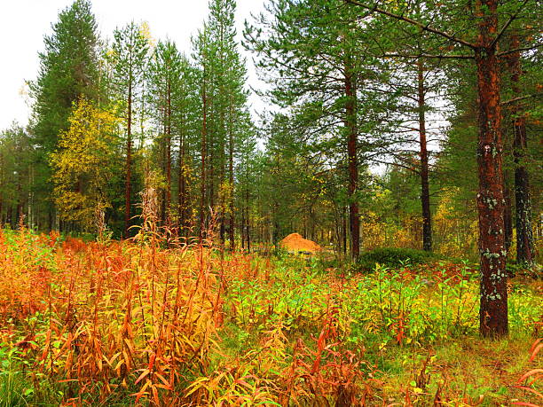 Inari, Lapland Finland