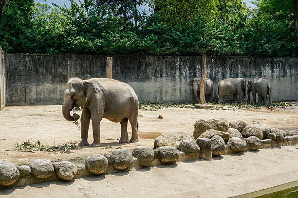 Side view elephants and rear view elephant