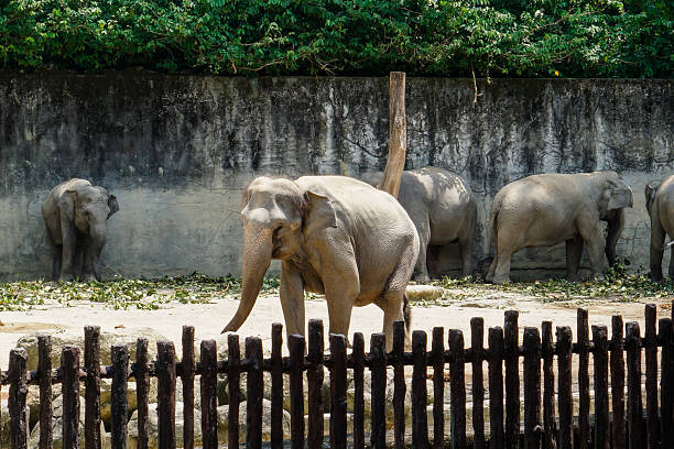 Several Asian elephants stand near a concrete wall in a dry, sandy zoo enclosure behind a wooden fence.
