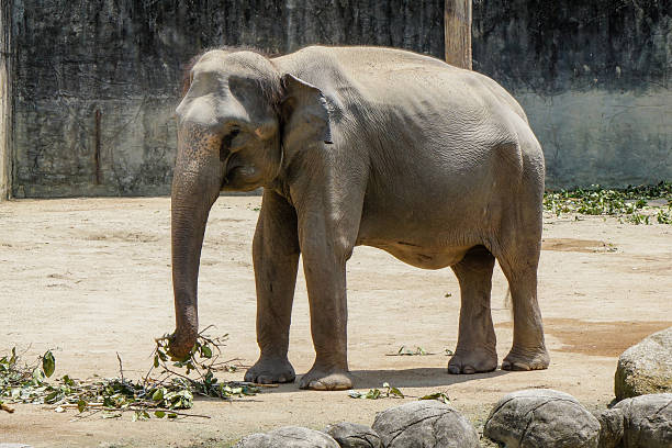 asian elephant group playing