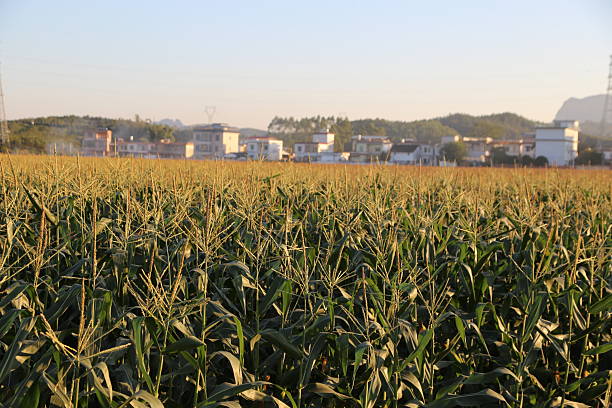 a large cornfield with rows of tall green crops, the distant skyline features low white buildings and clear blue skies, under warm sunlight casting long shadows over the field. the focus is on the foreground, with a low angle shot from ground level