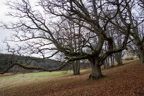 Stockholm, Sweden An oak tree in a winter landcape.