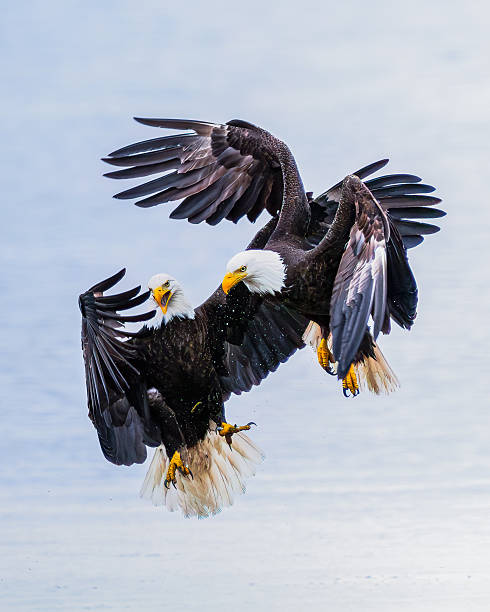 istock The bald eagles in fight 1 2253539265