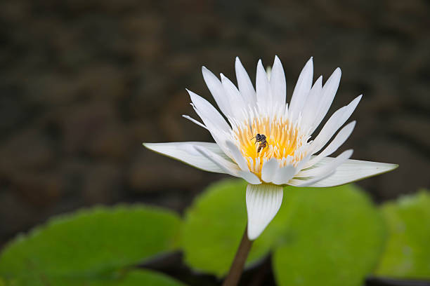Elegant white lotus flower in focus, centered in a tranquil pond with green foliage. Capturing the essence of serenity and natural beauty on a bright day.