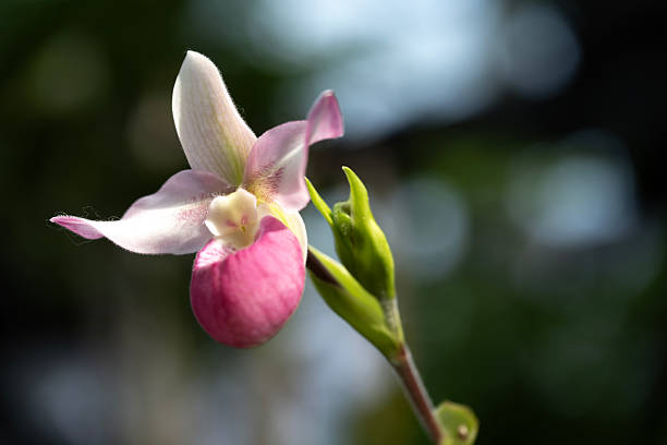 Lady slipper orchid