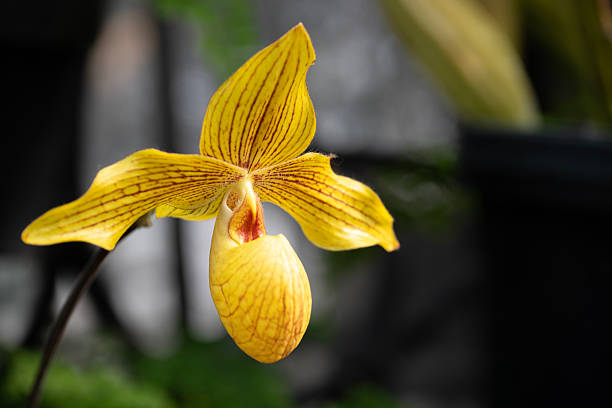 Lady slipper orchid
