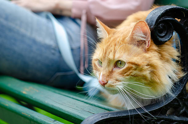 Ginger cat resting on a park bench during an outdoor walk.