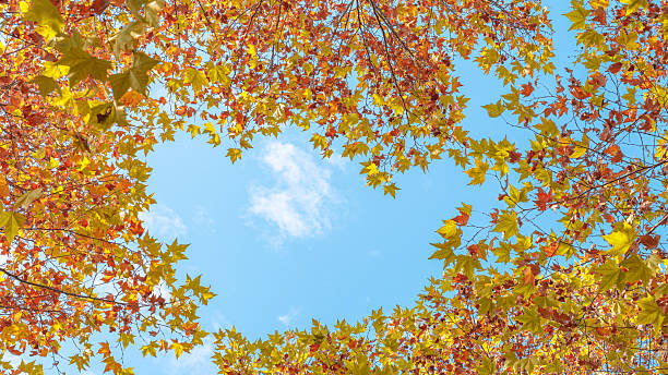 Colorful maple treetops against the blue sky