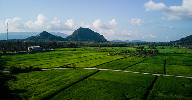 istock Vast Green Rice Fields in Thailand 2253545703