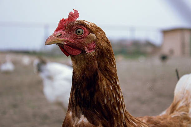 Brown chicken close up on farm with blurred background showing feather details and bird expression in natural lighting