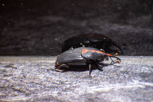 The red stripe weevil Rhynchophorus vulneratus slowly moves on the floor
