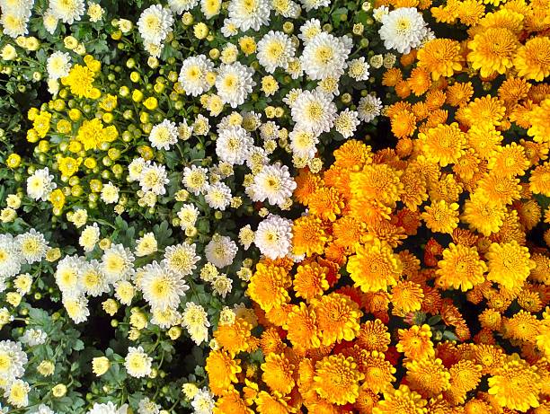 The image shows white,yellow chrysanthemums, small in size with thick, sturdy petals. They are ornamental plants with a long blooming period and vibrant colors, suitable for decorating homes.