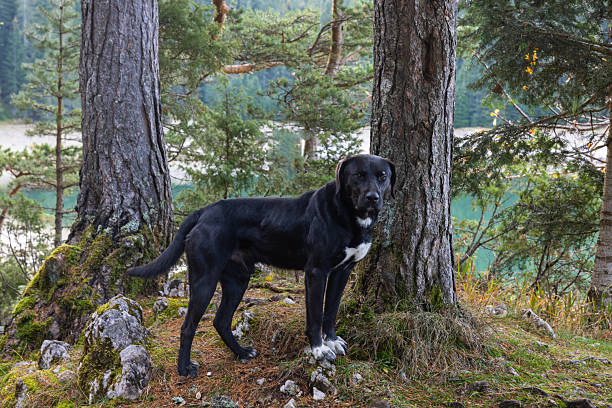 istock dog against the backdrop of Black Lake 2253548672