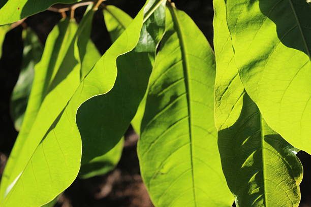 istock Close-up of green leaves well illuminated in an epic way by sunlight 2253548708
