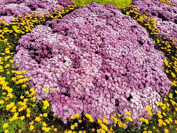 The image shows Pink, yellow  chrysanthemums, small in size with thick, sturdy petals. They are ornamental plants with a long blooming period and vibrant colors, suitable for decorating homes beautiful.