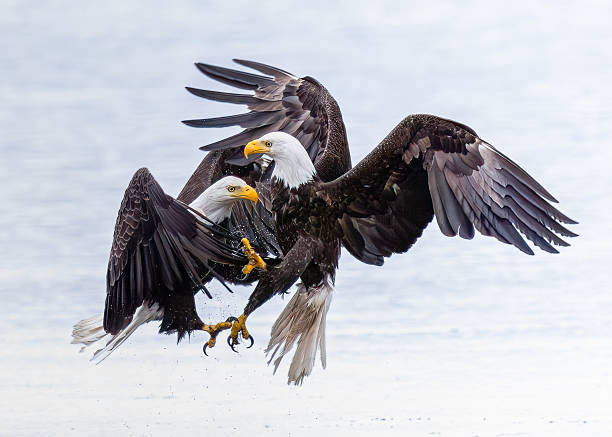 istock The bald eagles in fight 3 2253550868