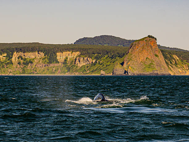 istock Shark s dorsal fin near rocky coastline 2253552282